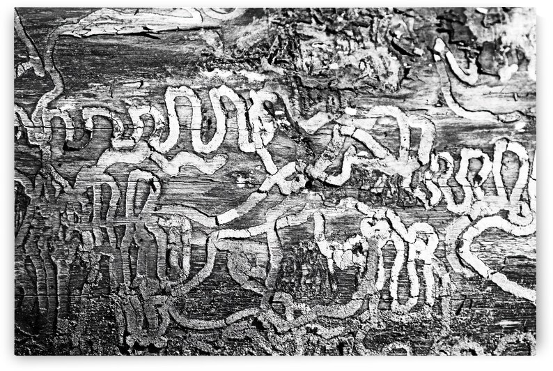 Insect Trails Carved In Tree by Deb Oppermann