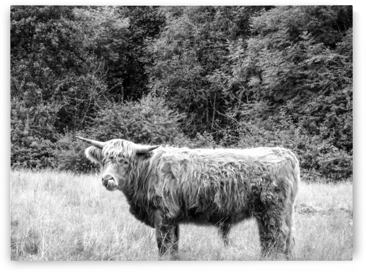 BW Hairy Coo Scottish Highlands by 360 Studios