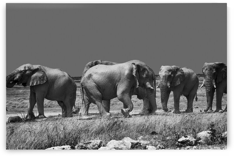 Namibian Elephants by Milton Cogheil