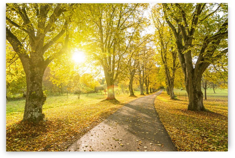 Autumn Road by caladoart