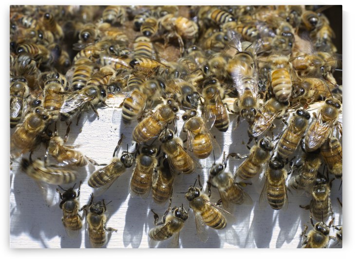 Honeybees Moving Day by Iris H Richardson