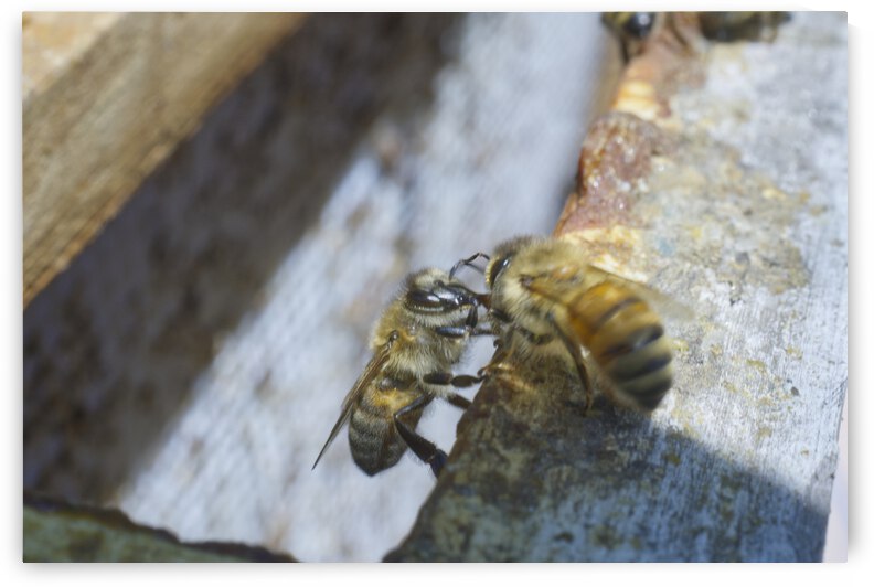 Two Workerbees  by Iris H Richardson