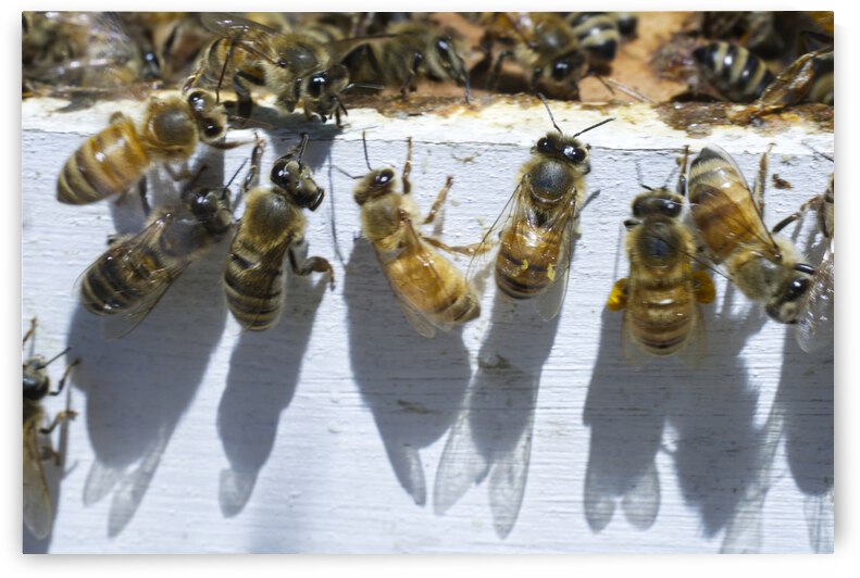 Worker Bees Moving Into New Hive by Iris H Richardson