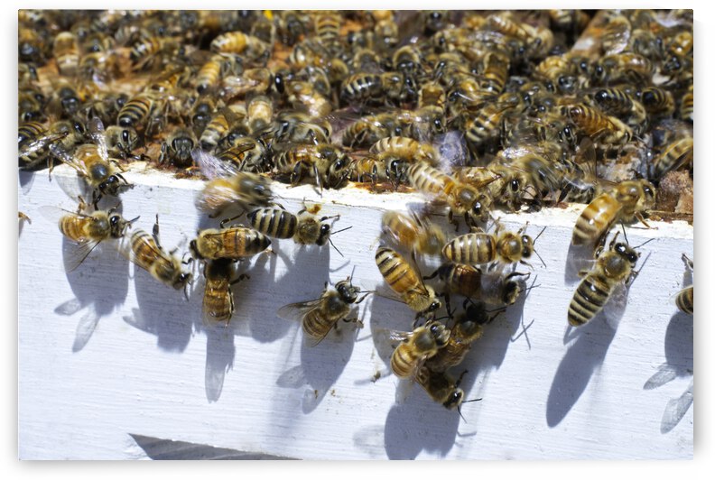 Honeybee Hive on a Summer Day  by Iris H Richardson