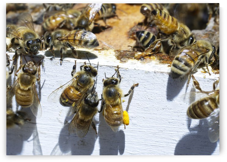 Honeybee Worker on White Hivebox by Iris H Richardson