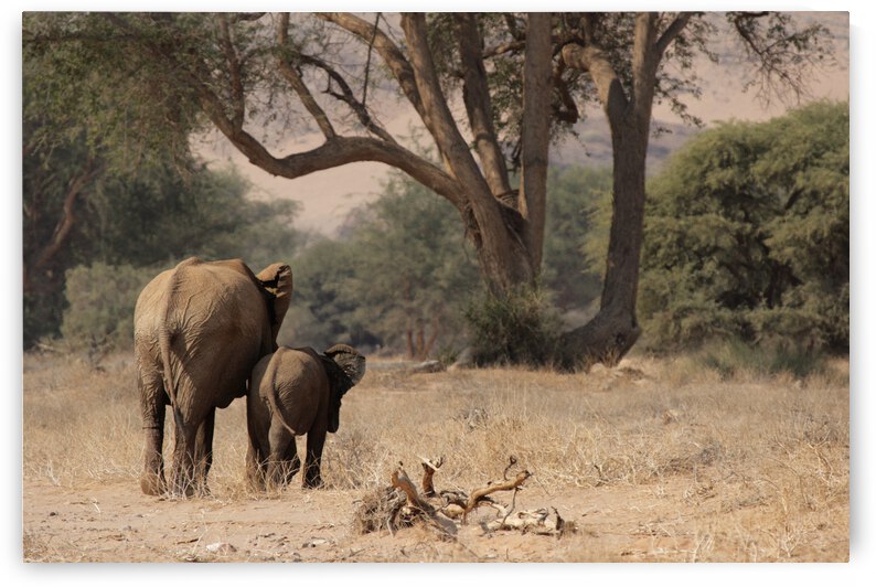 Desert Elephants by DirkR