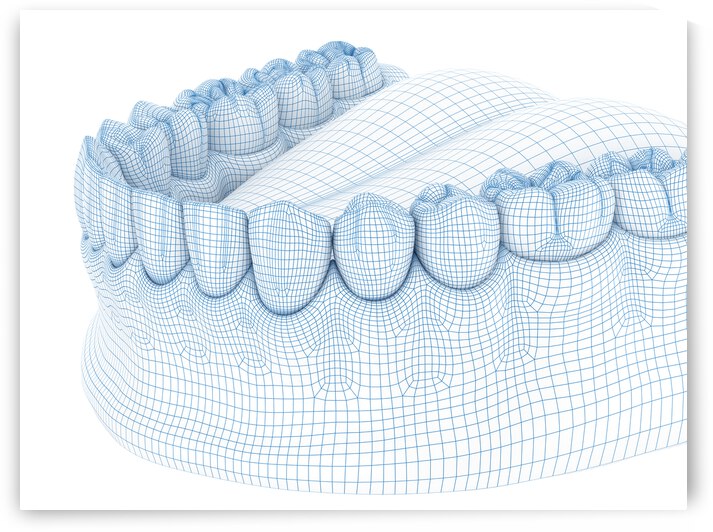 Morphology of mandibular human gum and teeth by Alex Mit