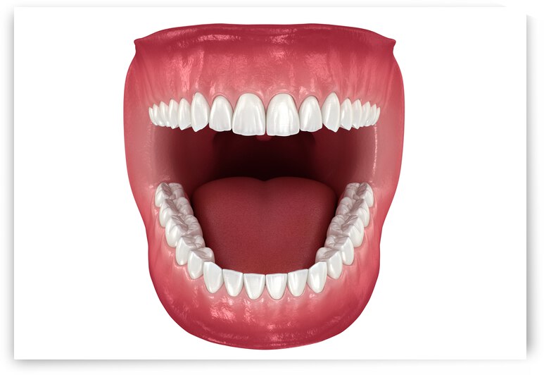 Dental anatomy - Opened Dentures by Alex Mit