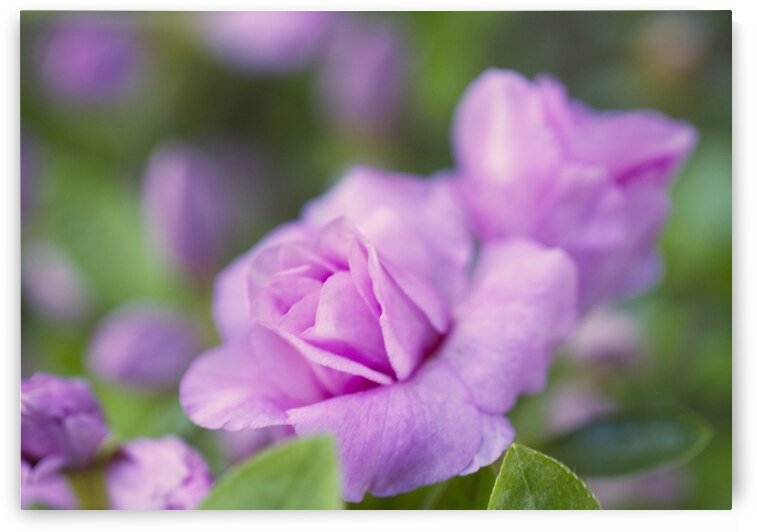 Pink Double Azalea with Green by Iris H Richardson