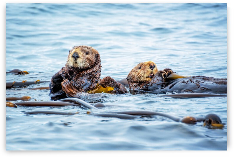 Sea otters by DELPHIMAGES