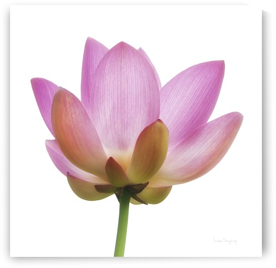 Fleur de lotus  |  Lotus Flower by Louise Tanguay