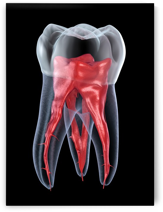 Dental root anatomy - First maxillary molar tooth by Alex Mit