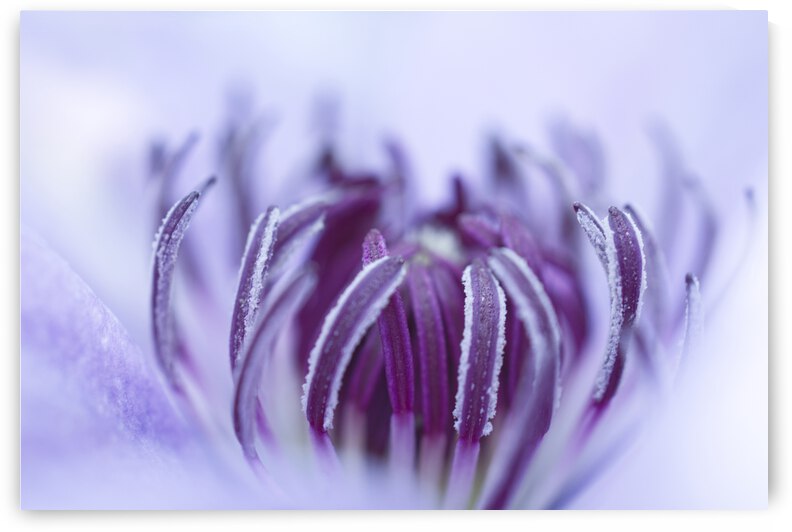 Purple Clematis Flower High Key by Iris H Richardson