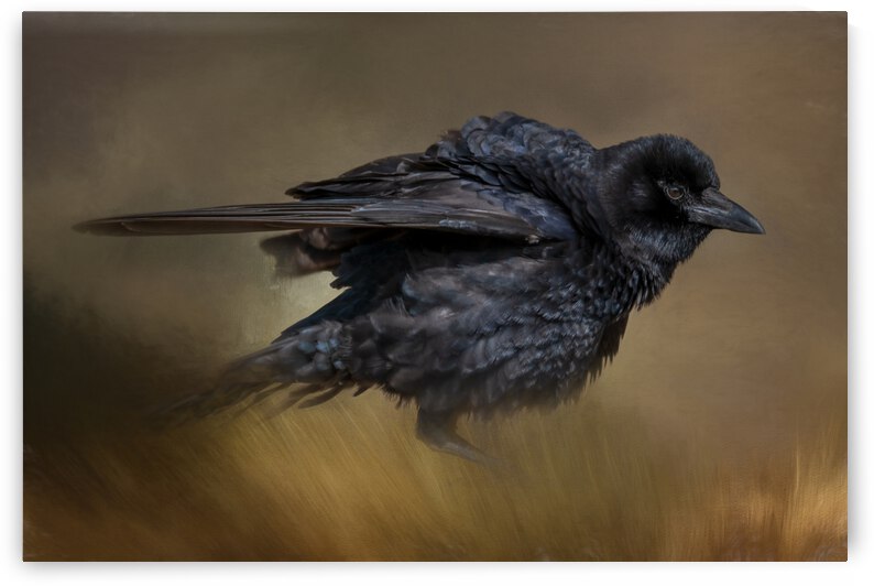 Ruffled by Michel Soucy