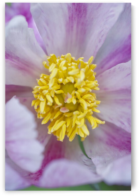 Pink Pionies  by Iris H Richardson