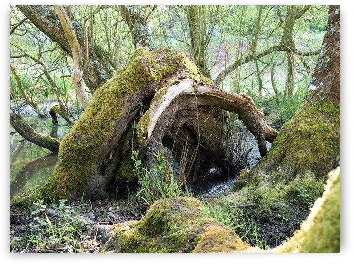 Racines by Yann LOIT