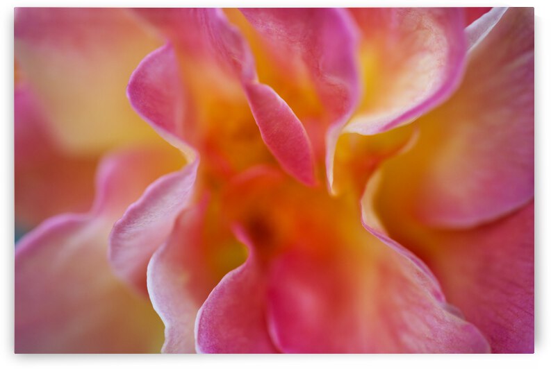 Pink and Yellow Rose Abstract Macro by Iris H Richardson