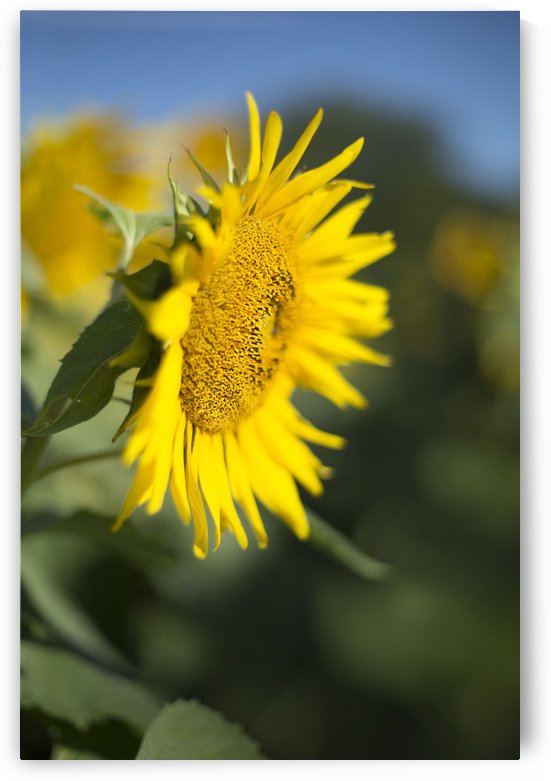 Sunflower by Tania Priscilla Shute