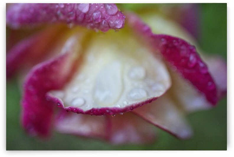 Pink and Yellow Rose In The Rain by Iris H Richardson
