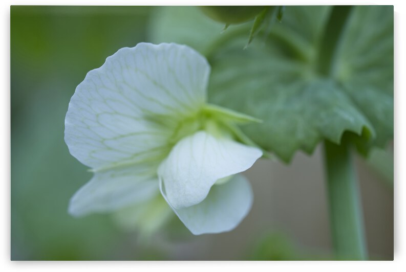 Single White Sweet Pea Flower Macro 2 by Iris H Richardson