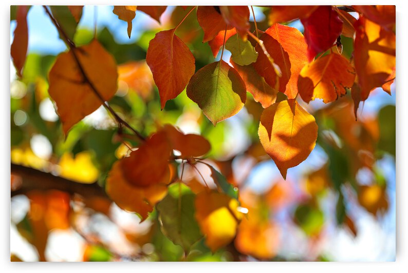 Adelaide Autumn Leaves by MrSmithPhotography