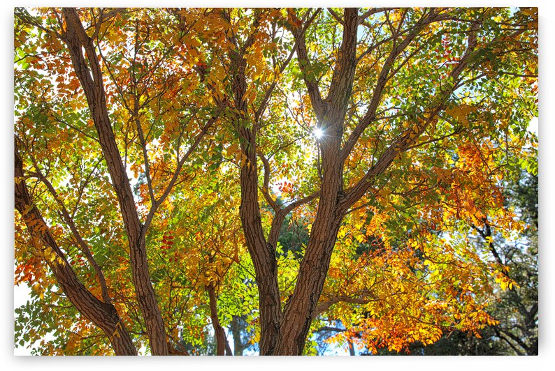 Adelaide Autumn HDR by MrSmithPhotography