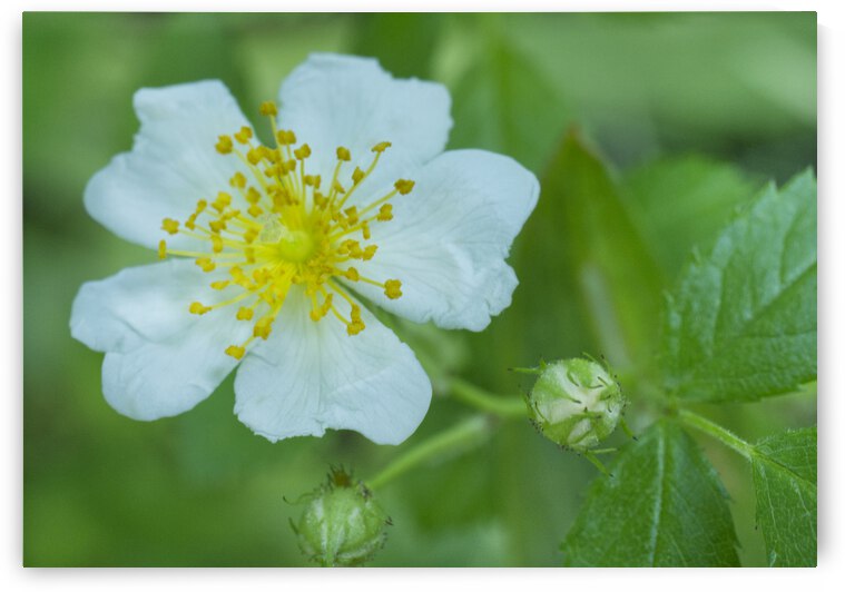 White Wild Rose with Buds on Green by Iris H Richardson