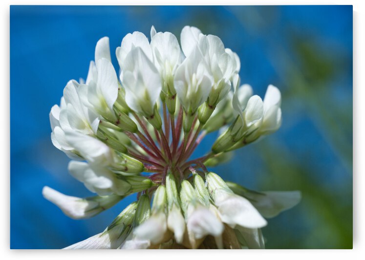 WhiteCloverFlowerwBlueSky IrisRichardson by Iris H Richardson