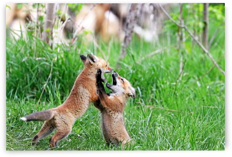 Playful Fox Kits by Deb Oppermann