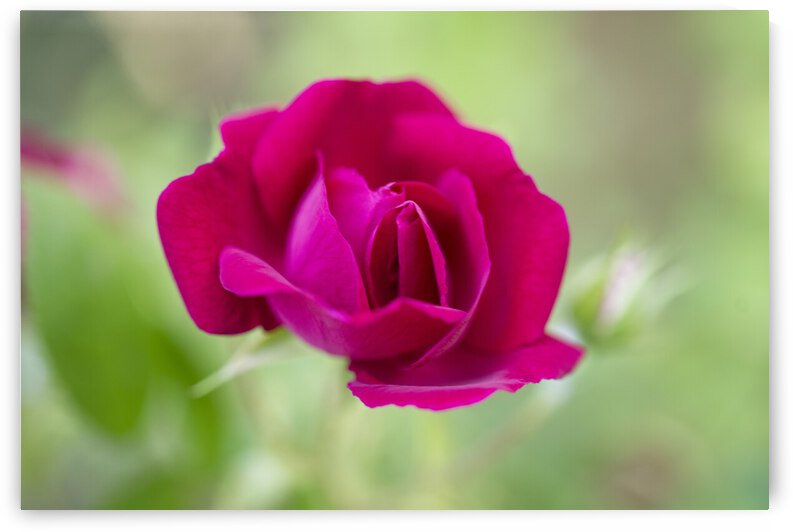 Single Red Rose Romance by Iris H Richardson