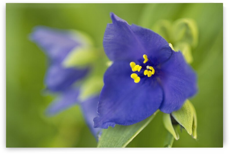 Purple Spiderwort Cluster by Iris H Richardson