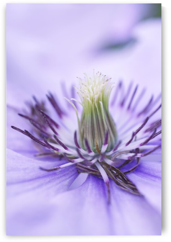 Soft Purple Clementine Flower Stamen by Iris H Richardson