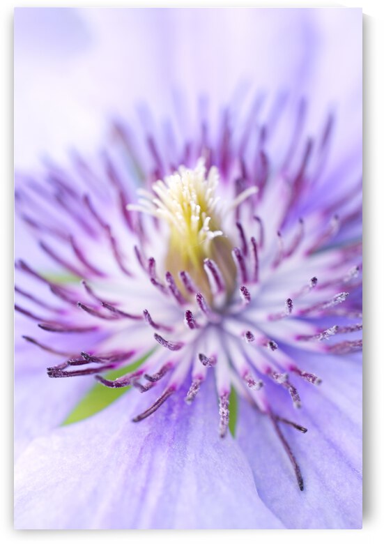 Purple Clementine Steman Macro  by Iris H Richardson