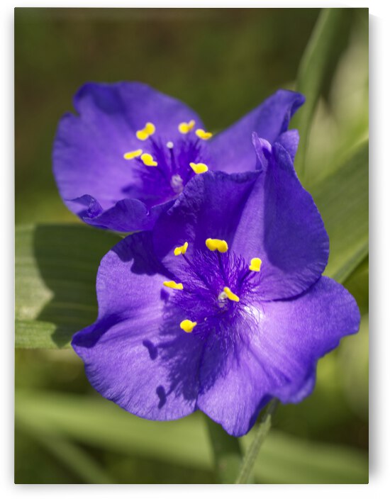 Sun-kissed Spiderwort Flowers by Iris H Richardson