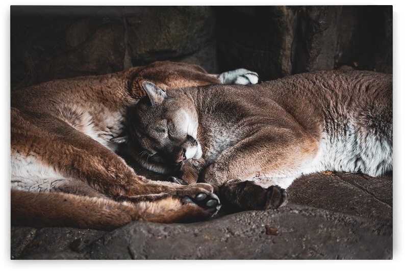 Sleeping Mountain Lions by J Gilbert Photography