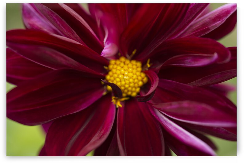 Dark Red Dahlia Macro by Iris H Richardson