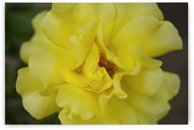 Yellow Rose Macro by Iris H Richardson