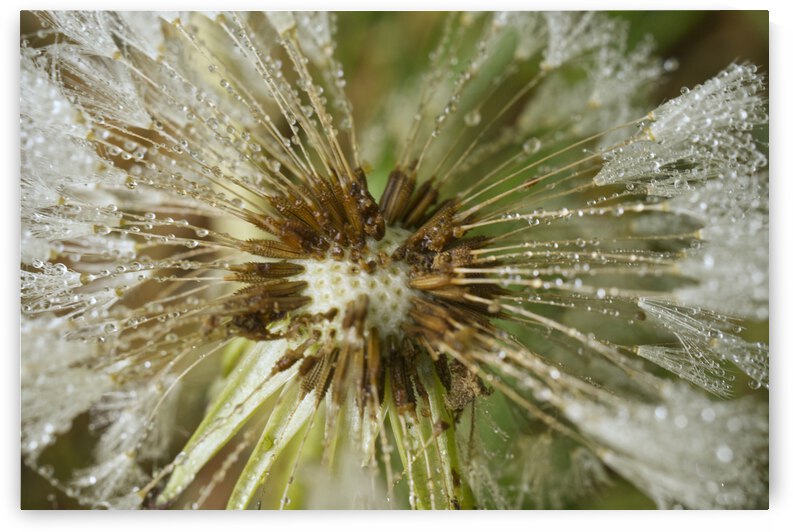 Dandelion After A Soft Rain by Iris H Richardson