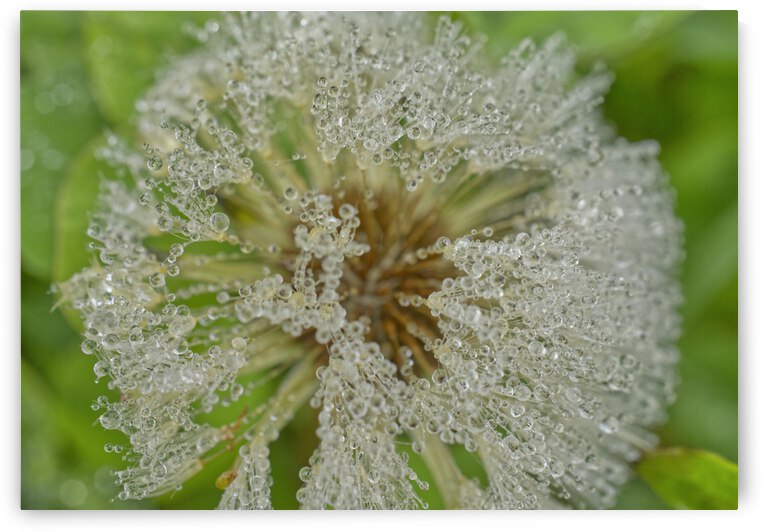 Dandelion in Pearls by Iris H Richardson