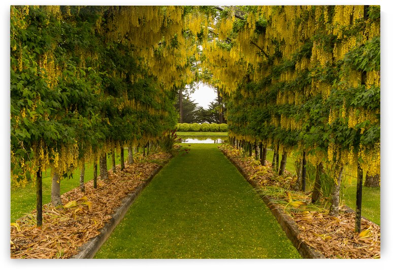 Laburnum Arch in full bloom over grass path by Steve Heap