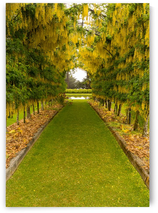 Laburnum Arch in full bloom over grass path by Steve Heap