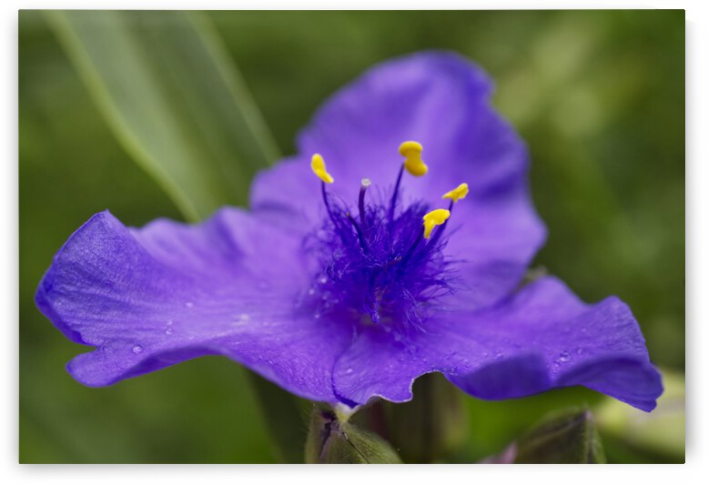 purplespiderwortlowangle irisrichardson by Iris H Richardson