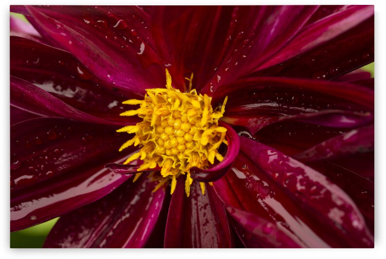 Deep Red Dahlia with Water Droplets by Iris H Richardson