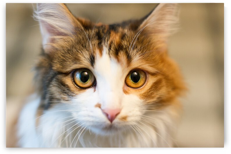 cat small kitten by New Day 559