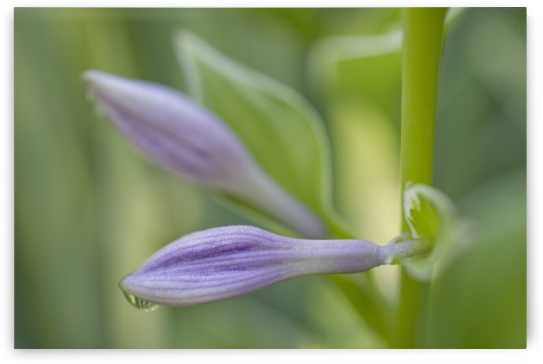 Purple Hosta Flower With Morning Dew by Iris H Richardson