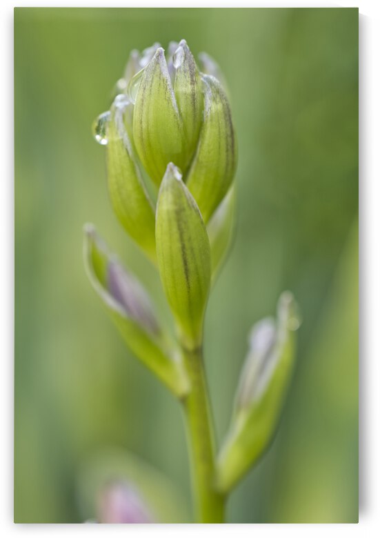 Close Hosta Flower with Morning Dew by Iris H Richardson