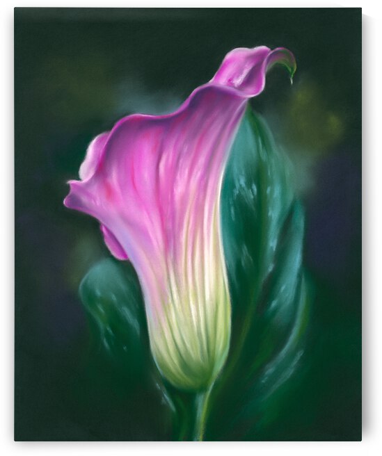 Pink Calla Lily Flower by MM Anderson