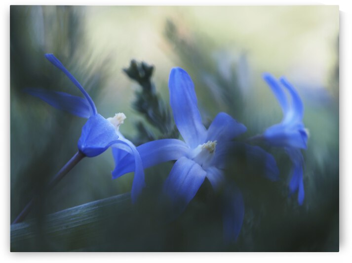 Broken by Suzanne Bonin