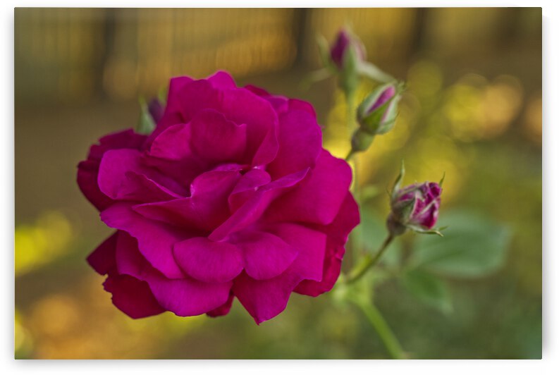 Magenta Rose with Sun Pattern by Iris H Richardson