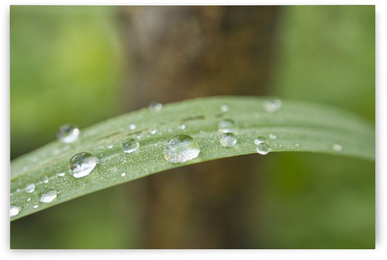 Grass Leaf with Morning Dew by Iris H Richardson